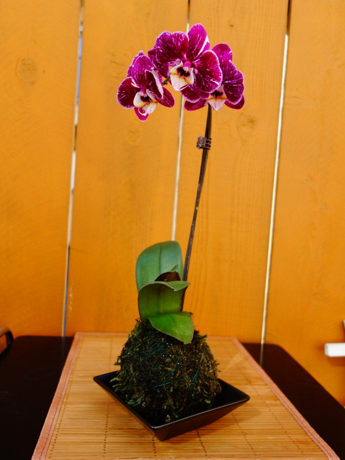 Kokedama - Moss ball, Purple beautiful orchid. Great for Mother's day gift!
