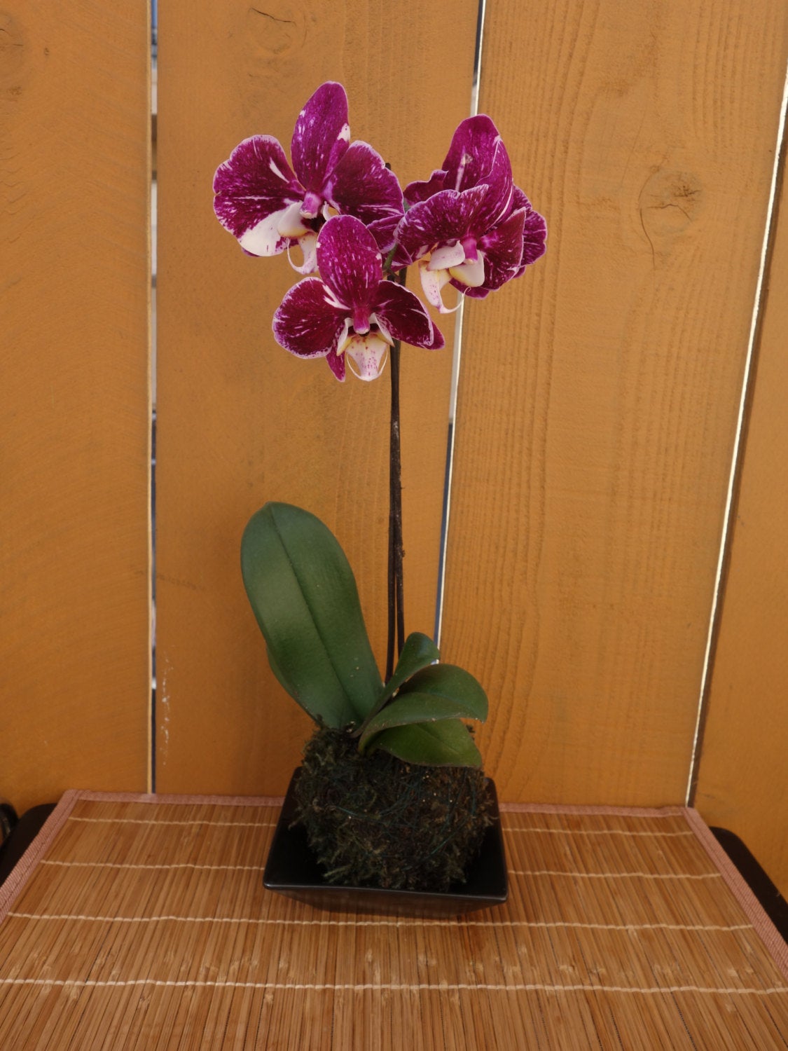 Kokedama - Moss ball, Purple beautiful orchid. Great for Mother's day gift!