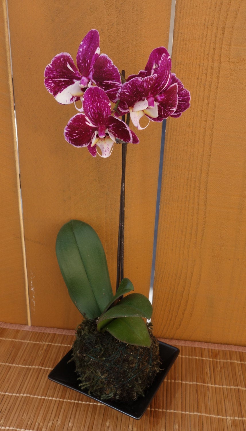 Kokedama - Moss ball, Purple beautiful orchid. Great for Mother's day gift!