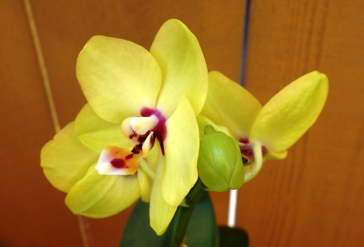 Kokedama - Moss ball, Yellow beautiful orchid. Great for Mother's day gift!