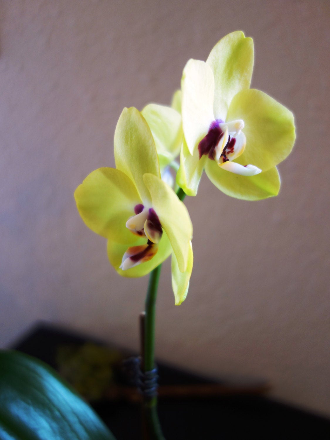 Kokedama - Moss ball, Yellow beautiful orchid. Great for Mother's day gift!