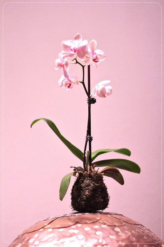 Kokedama - Moss ball with beautiful white-pink orchid