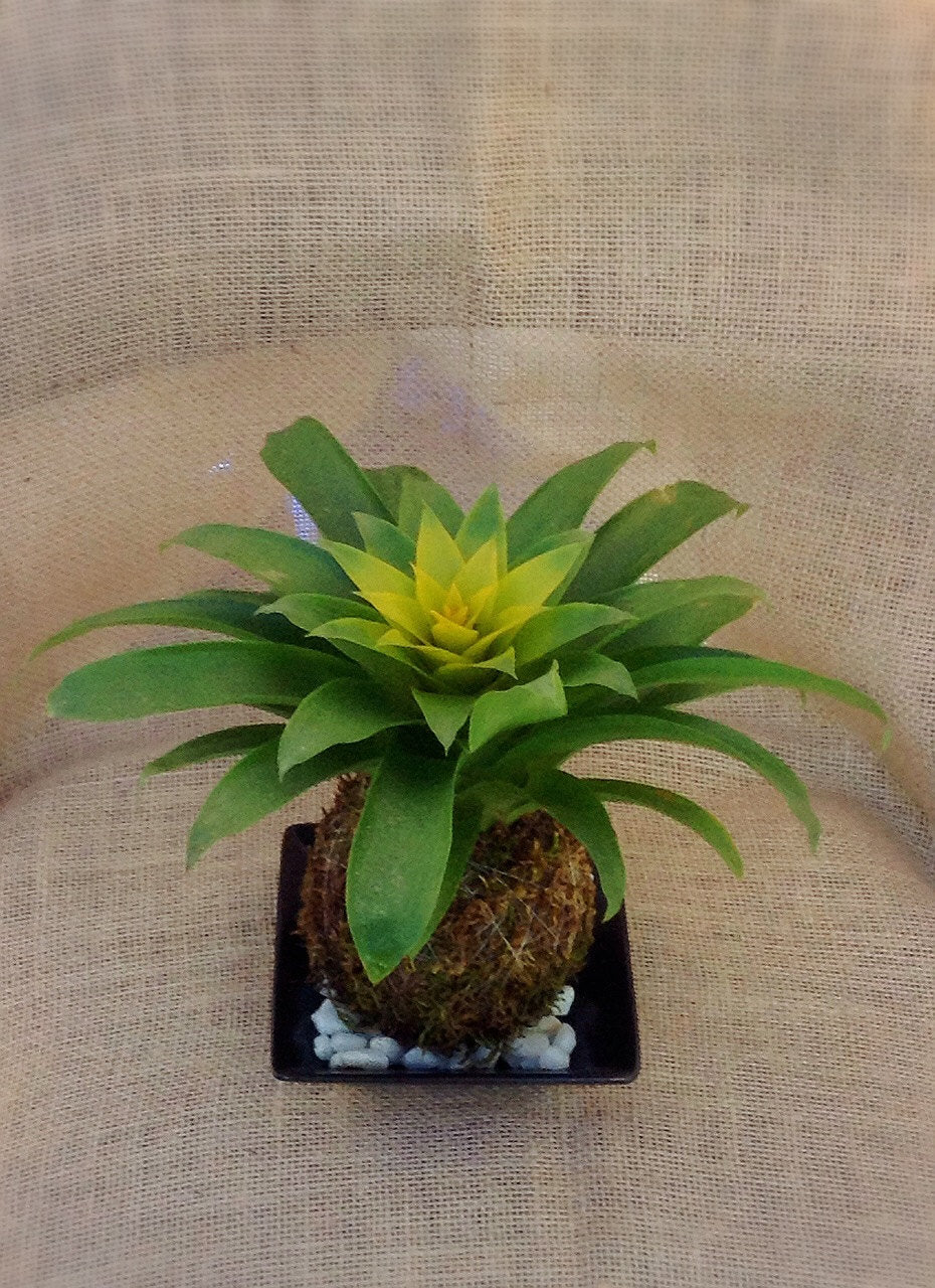 Vivid Yellow color, Bromeliad, Guzmania Kokedama - Moss ball.