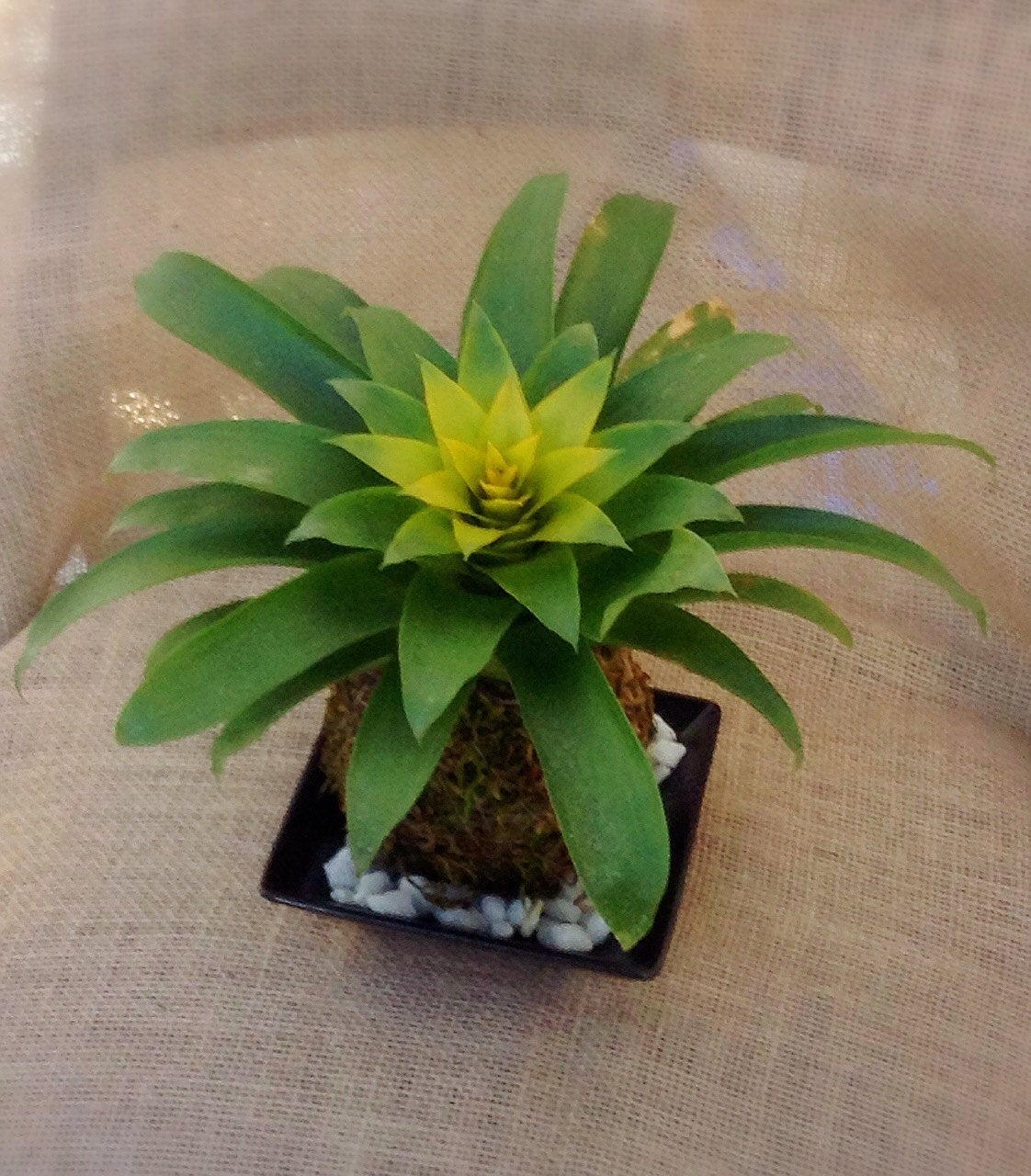 Vivid Yellow color, Bromeliad, Guzmania Kokedama - Moss ball.