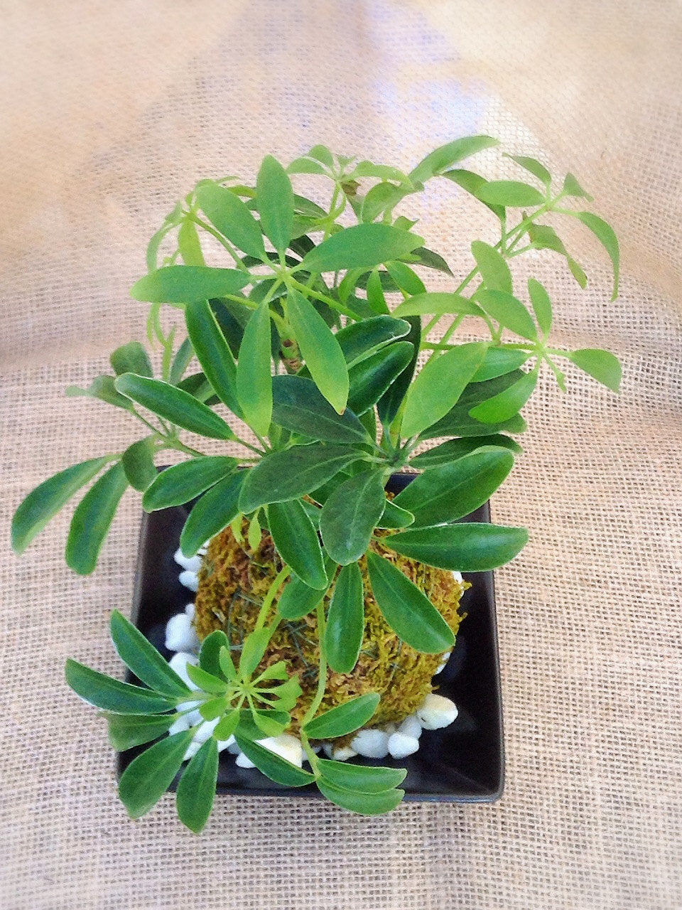 Schefflera Kokedama - Moss ball, Japanese Traditional Garden Technique