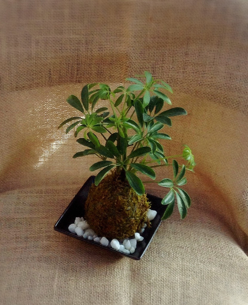 Schefflera Kokedama - Moss ball, Japanese Traditional Garden Technique