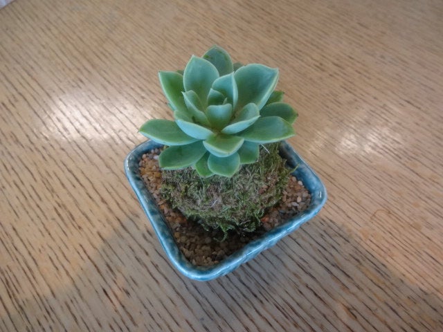 Mini succulent Kokedama - Bonsai Moss ball