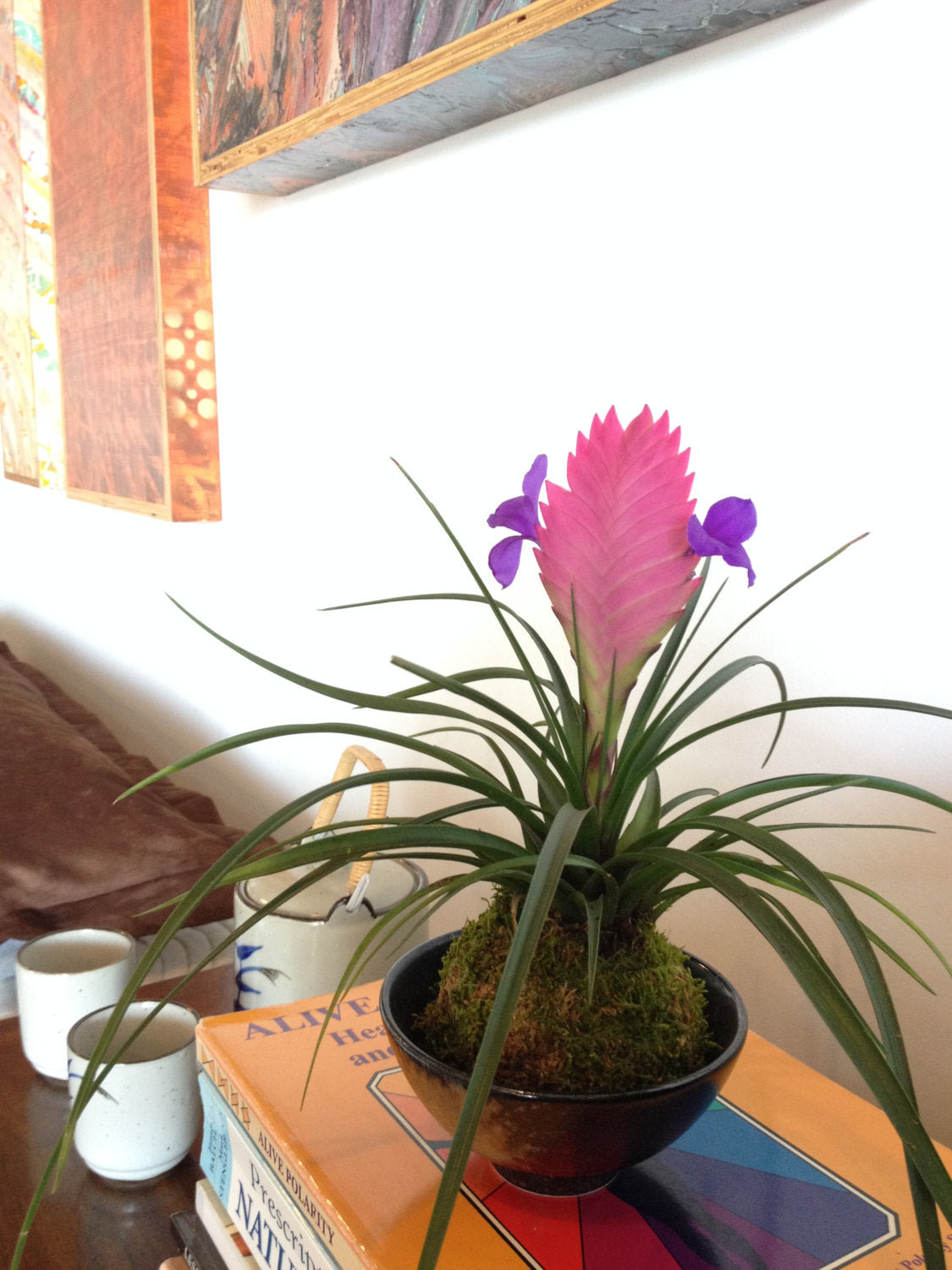 Pink Quill, Tillandsia cyanea Kokedama - Moss ball with stunning Pink Quill plant. Great gift for any occasion!