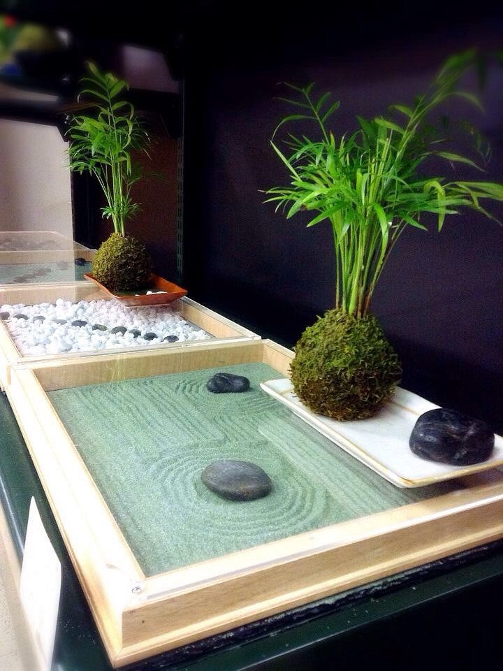 Parlor Palm Kokedama - Moss ball, Japanese ancient botanical technique.