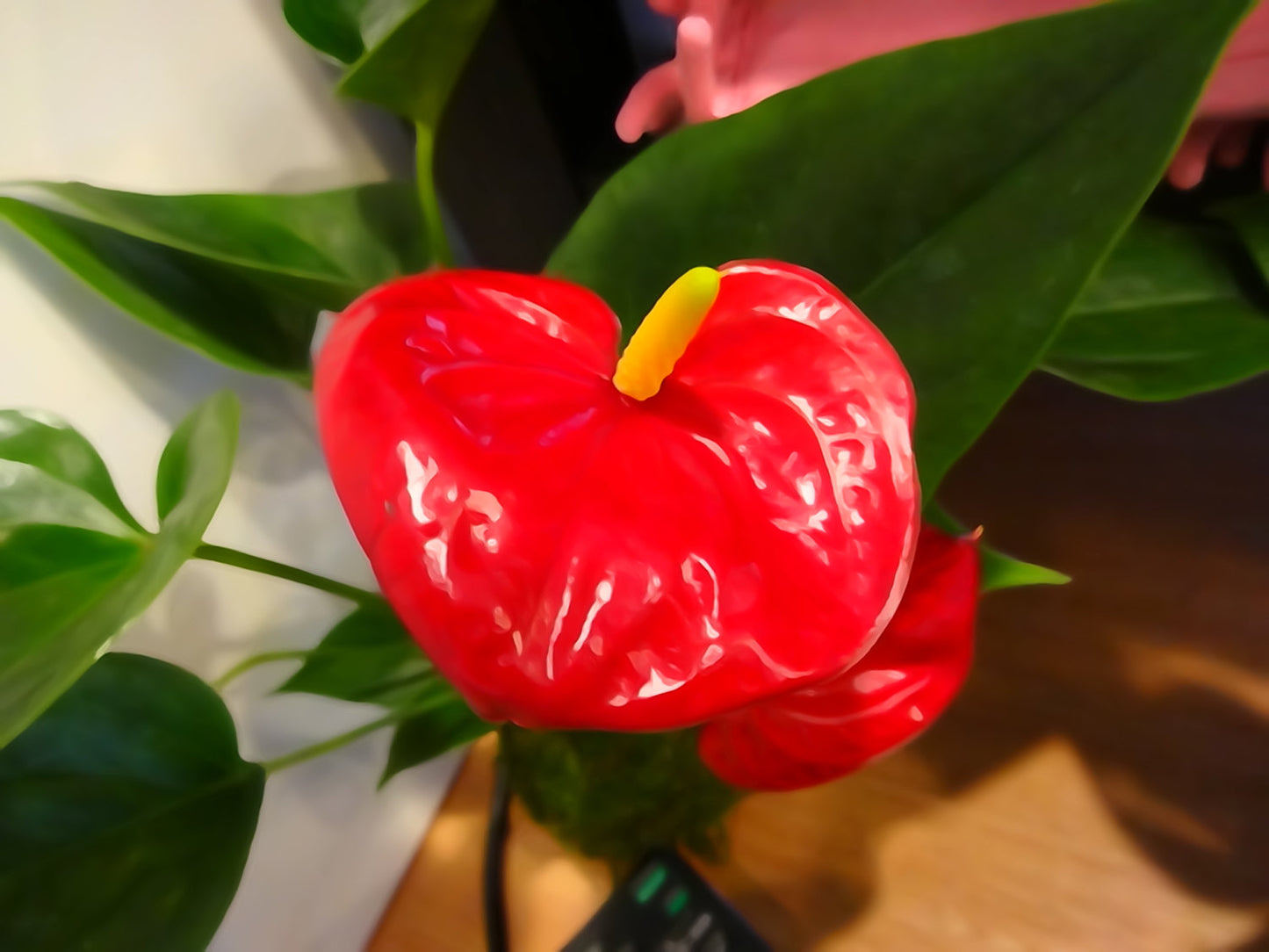 Red Anthrium Kokedama - Bonsai Moss Ball, anthrium, vivid red color, heart shape flower