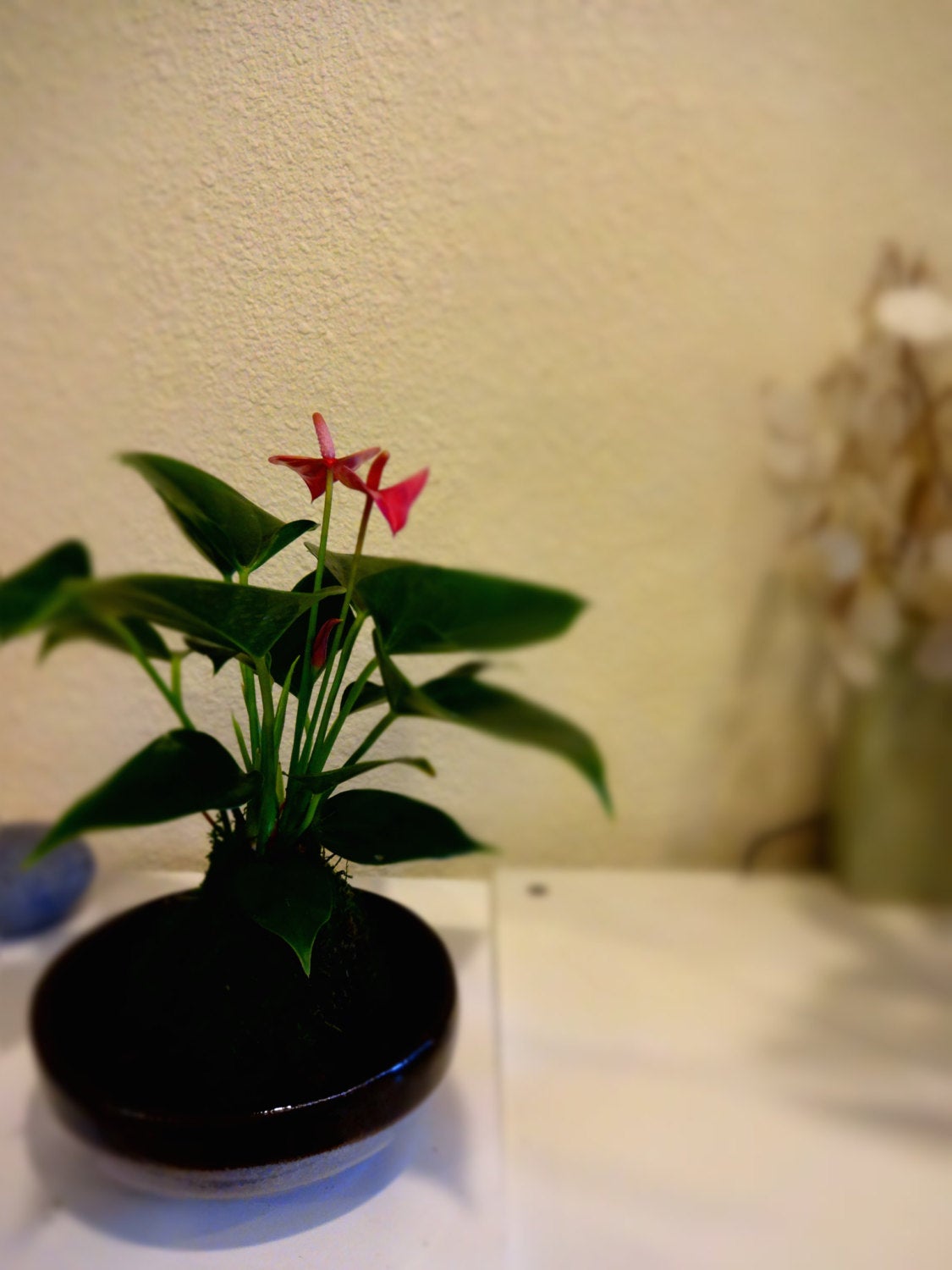 Valentine's Gift: Anthurium Kokedama with gift wrapping!  Reserve your gift! Order early!