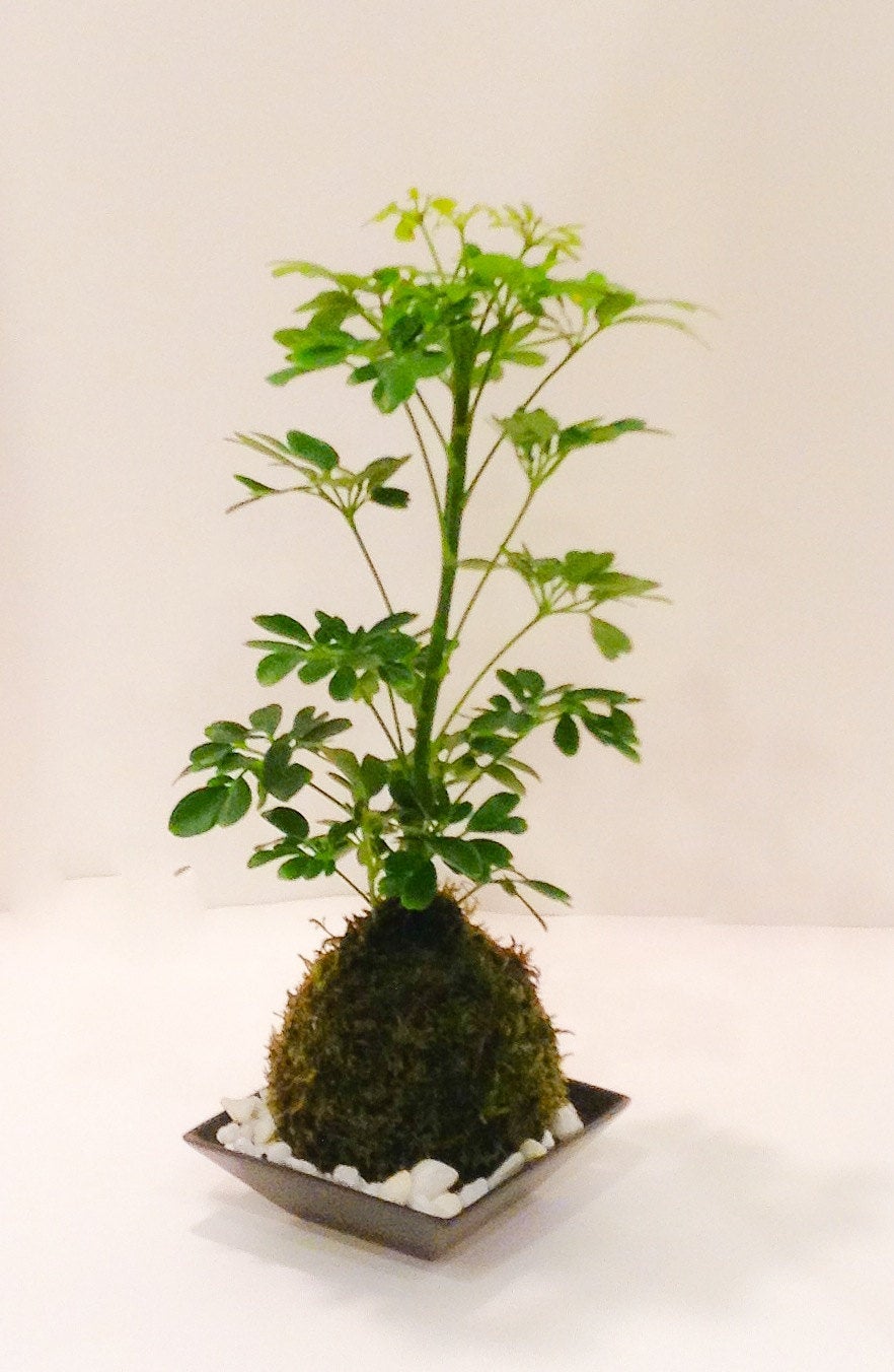 Schefflera Kokedama - Moss ball, Japanese Traditional Garden Technique