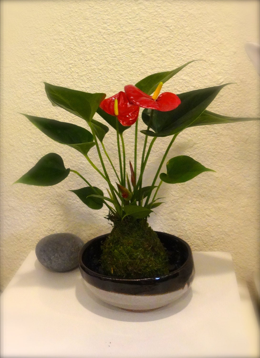 Valentine's Gift: Anthurium Kokedama with gift wrapping!  Reserve your gift! Order early!