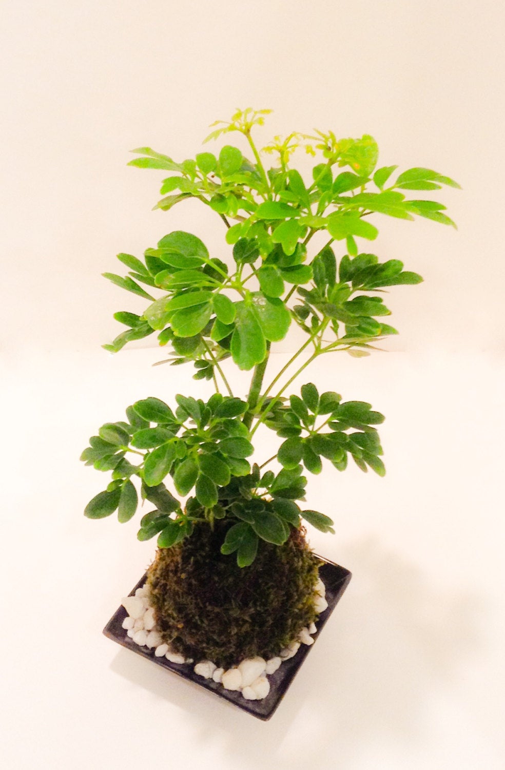 Schefflera Kokedama - Moss ball, Japanese Traditional Garden Technique