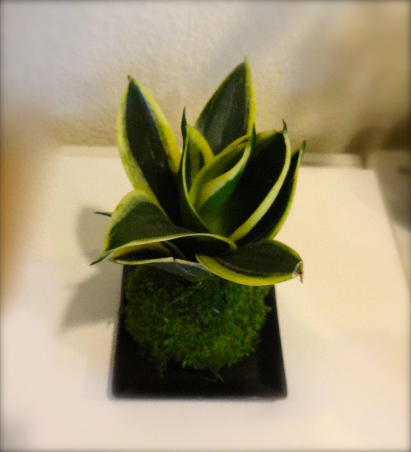 Sansevieria Kokedama - Best houseplant to improve indoor air quality. Drought tolerant plant!