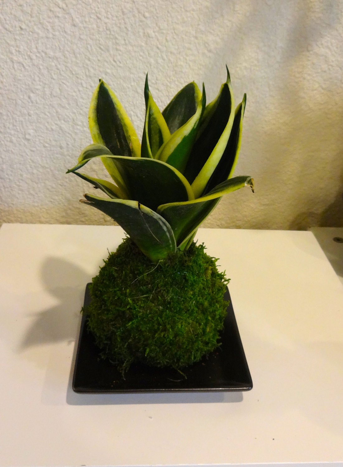 Sansevieria Kokedama - Best houseplant to improve indoor air quality. Drought tolerant plant!