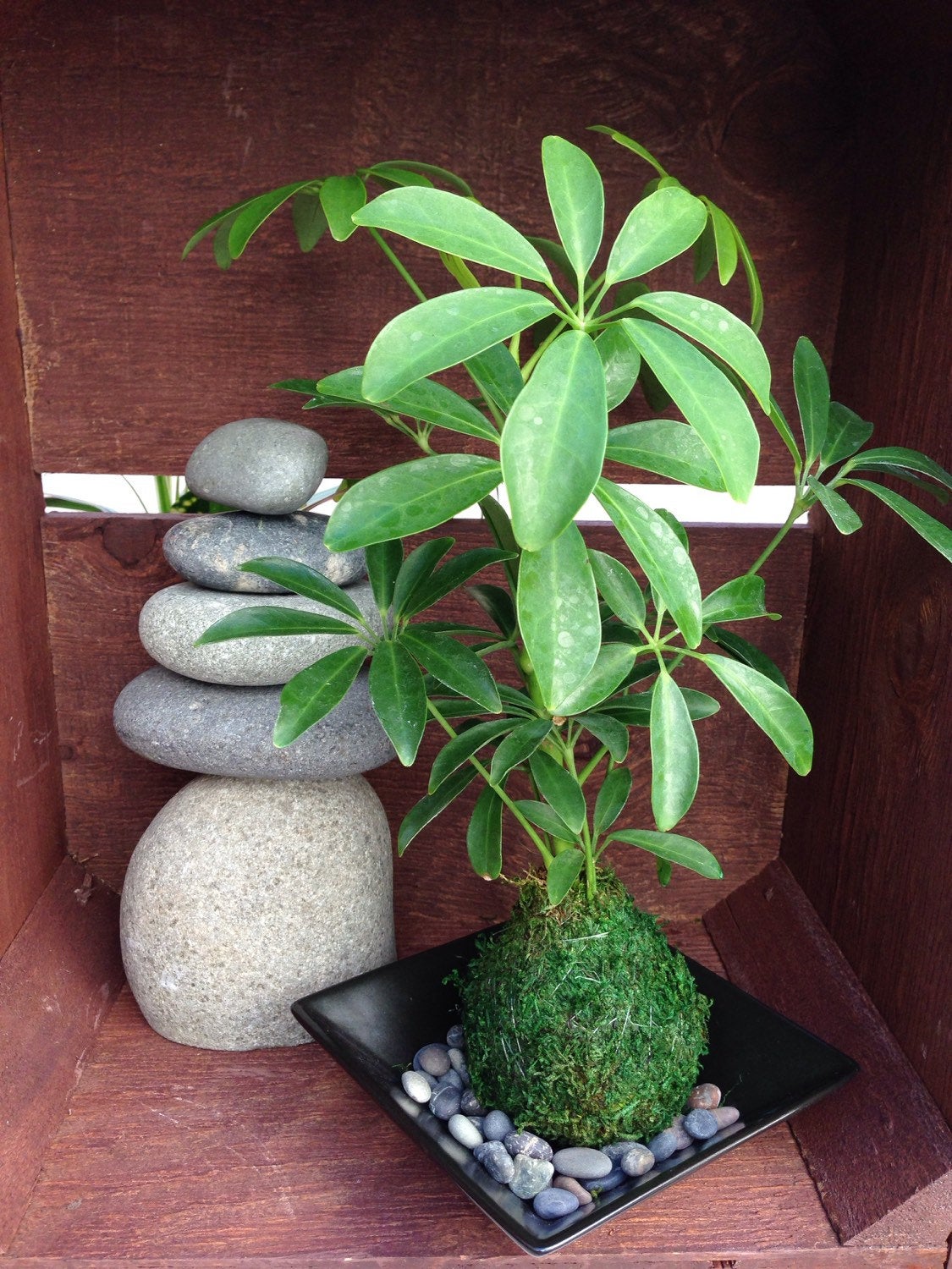Schefflera Kokedama - Moss ball, Japanese Traditional Garden Technique
