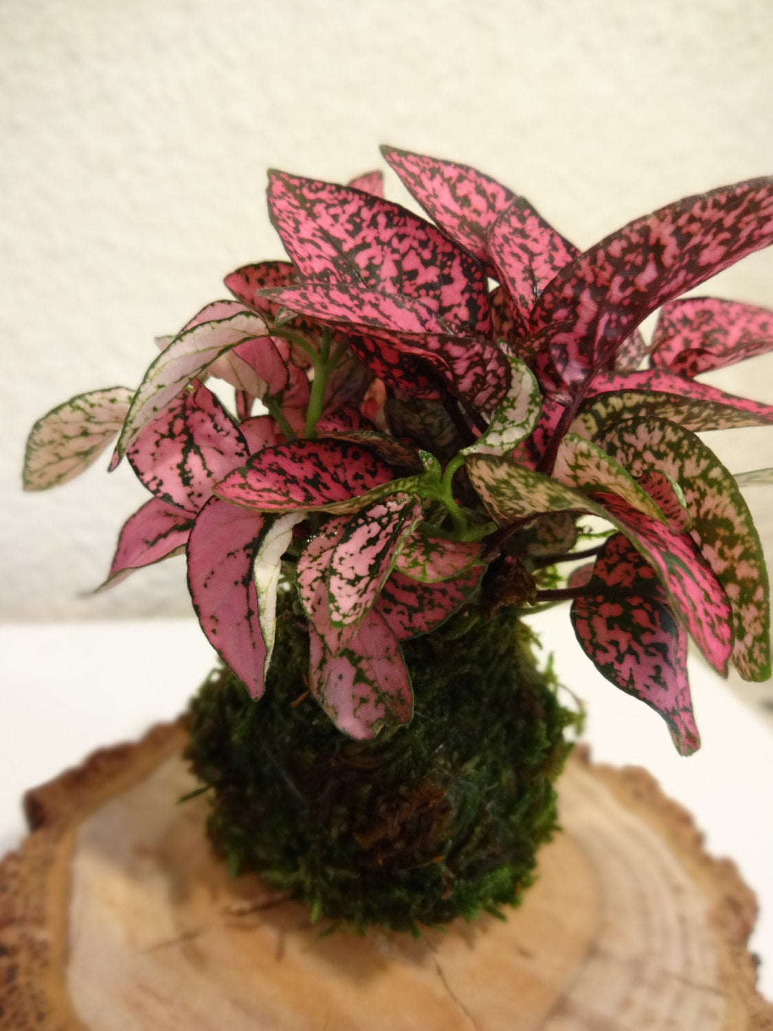 Pink Hypoestes polka dot plant Kokedama, lovey pink - mossball.