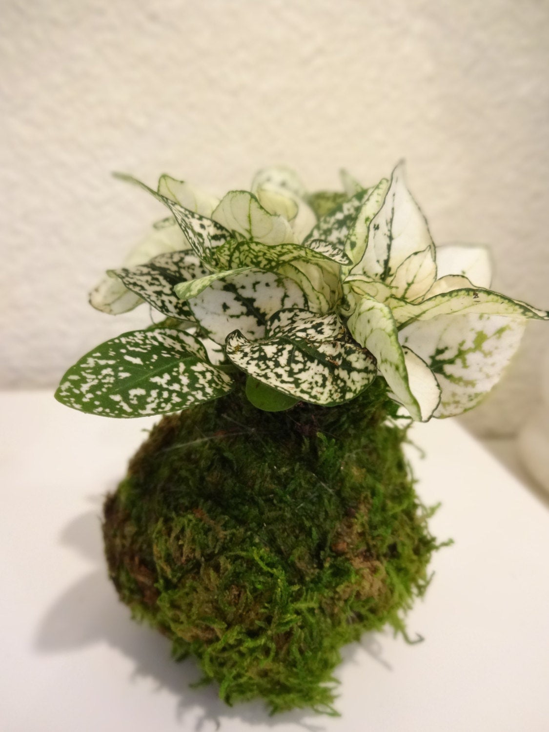 Pink Hypoestes polka dot plant Kokedama, lovey pink - mossball.