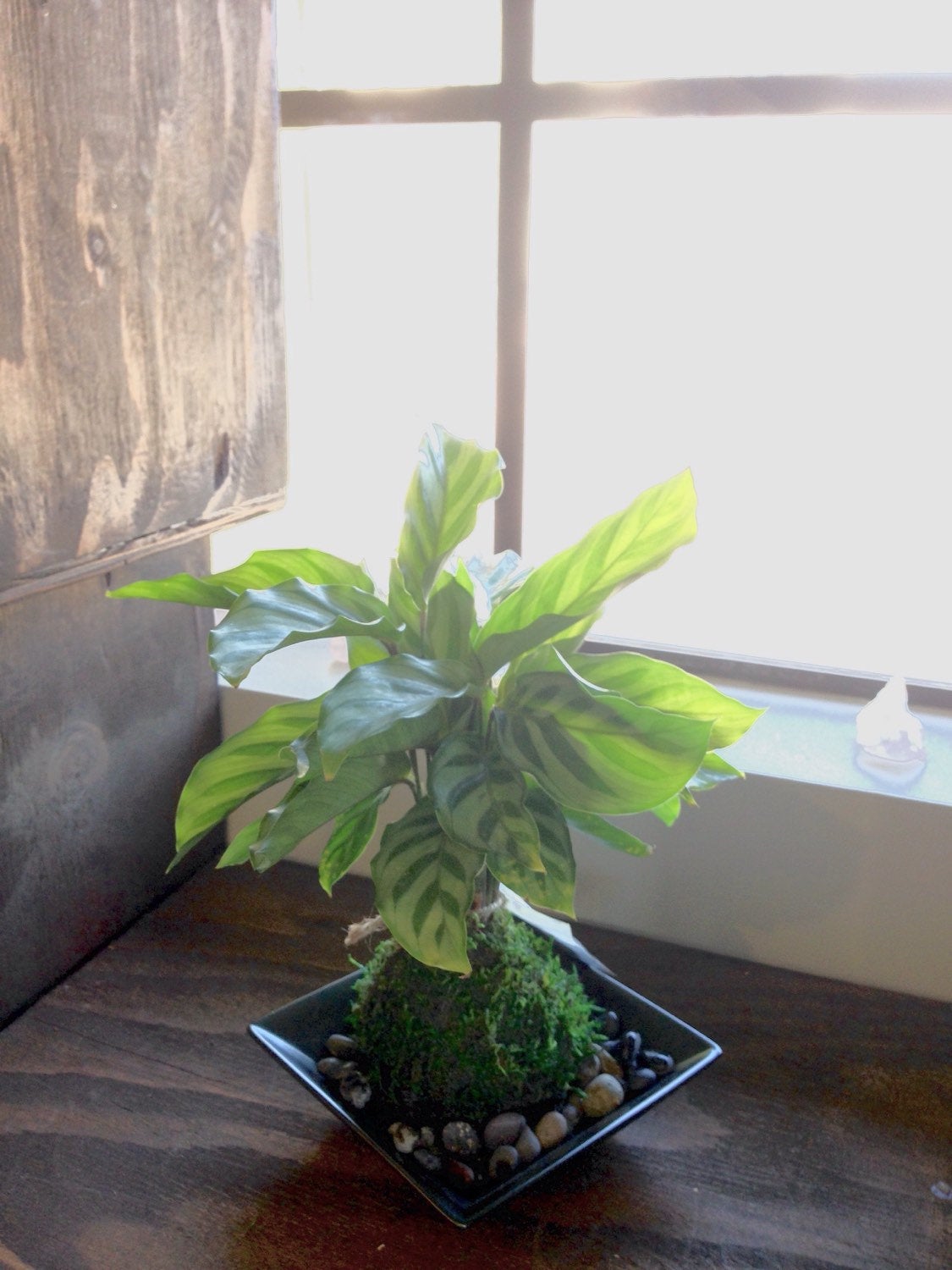 Zebra, Calathea, Kokedama - Bonsai Moss ball - Japanese house plant decoration