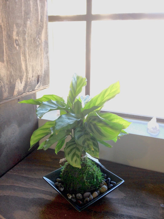 Zebra, Calathea, Kokedama - Bonsai Moss ball - Japanese house plant decoration