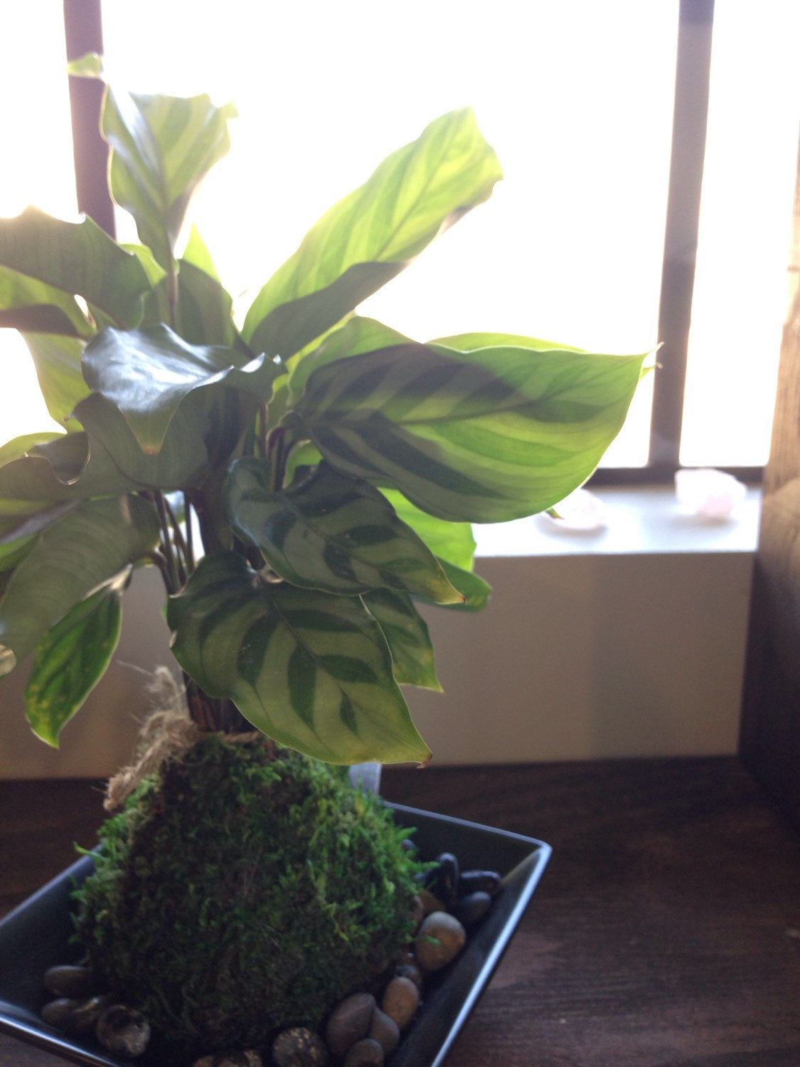 Zebra, Calathea, Kokedama - Bonsai Moss ball - Japanese house plant decoration