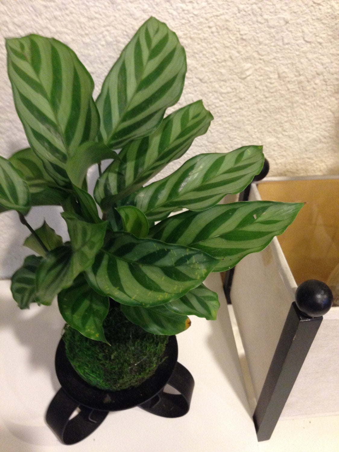 Zebra, Calathea, Kokedama - Bonsai Moss ball - Japanese house plant decoration