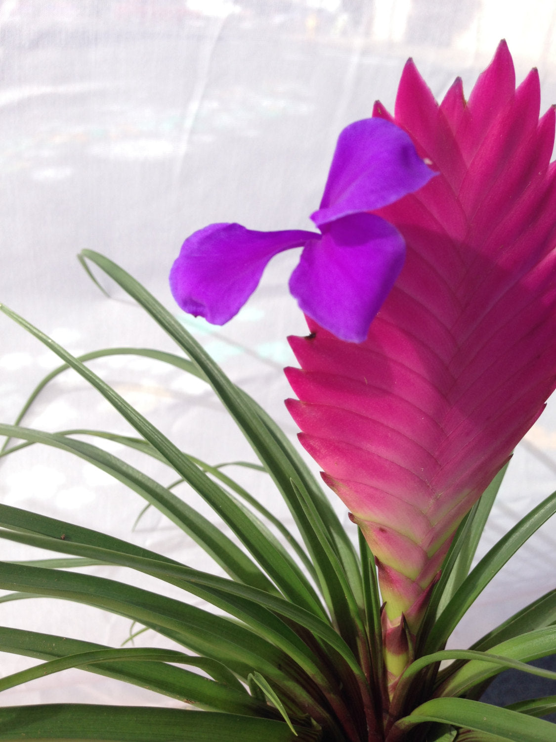 Pink Quill, Tillandsia cyanea Kokedama - Moss ball with stunning Pink Quill plant. Great gift for any occasion!
