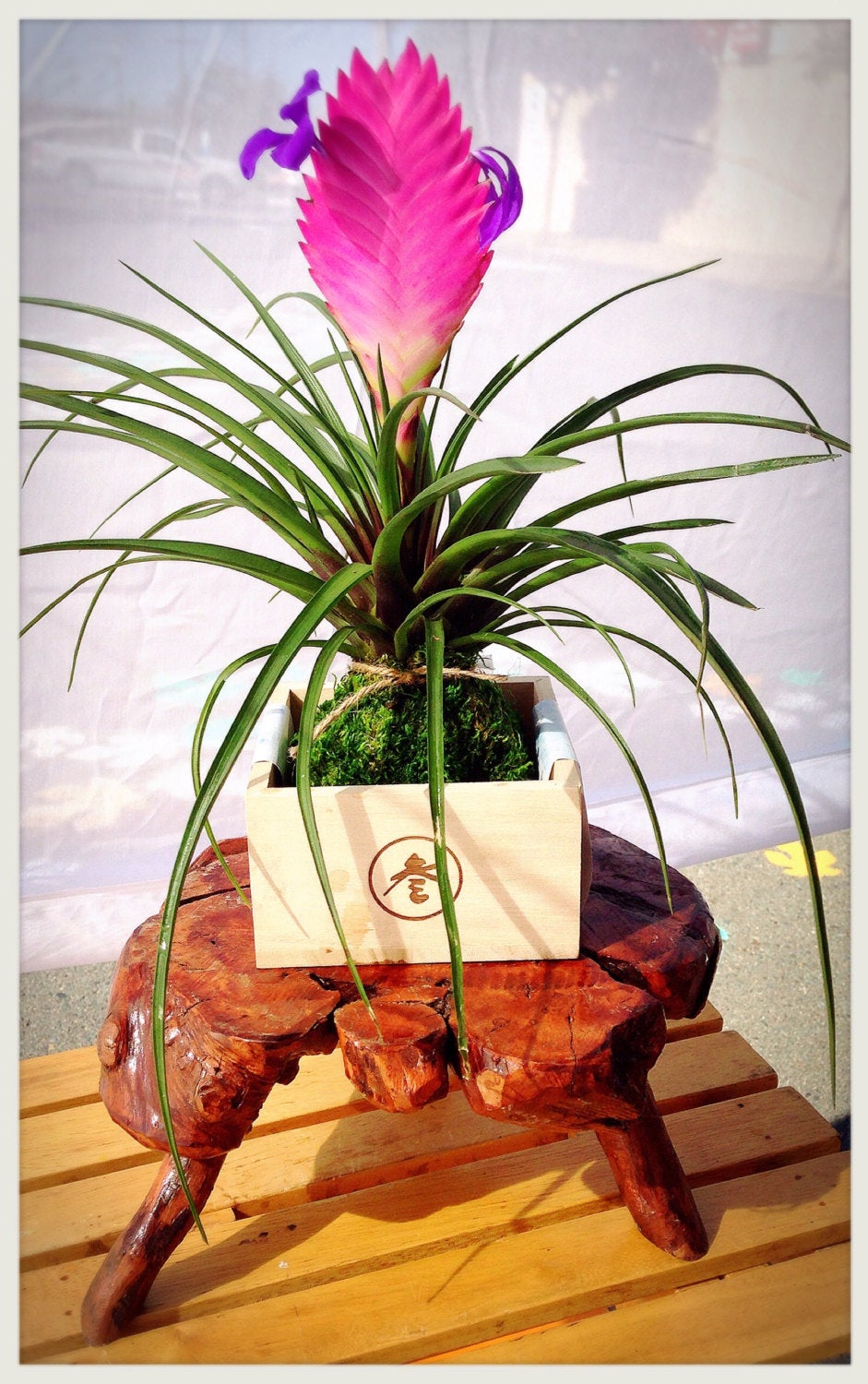 Pink Quill, Tillandsia cyanea Kokedama - Moss ball with stunning Pink Quill plant. Great gift for any occasion!