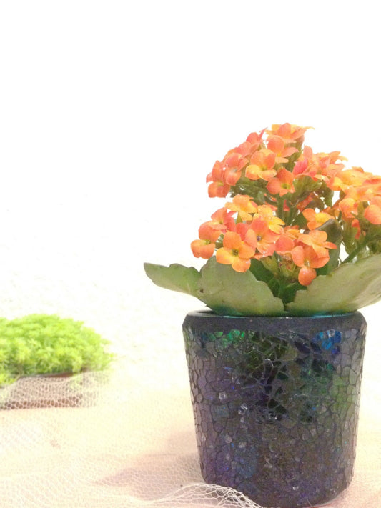 Kalanchoe Kokedama assorted bulk order Qty =10, for your event, gift, and special occasion.