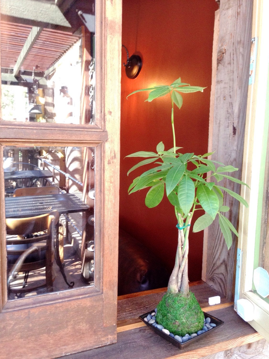 Money Tree, Pachira Kokedama - Moss ball, Feng Sui Lucky Plant, Bring you prosperity.