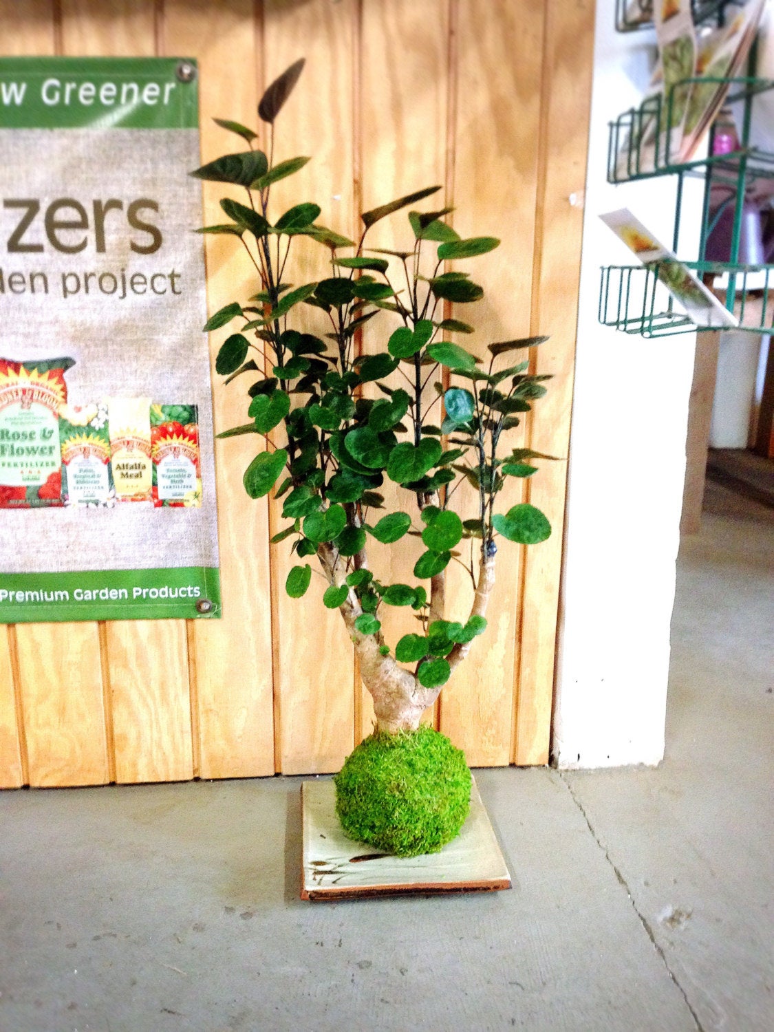 Fabian Aralia (Large) Kokedama - Feel the forest, easy maintenance!