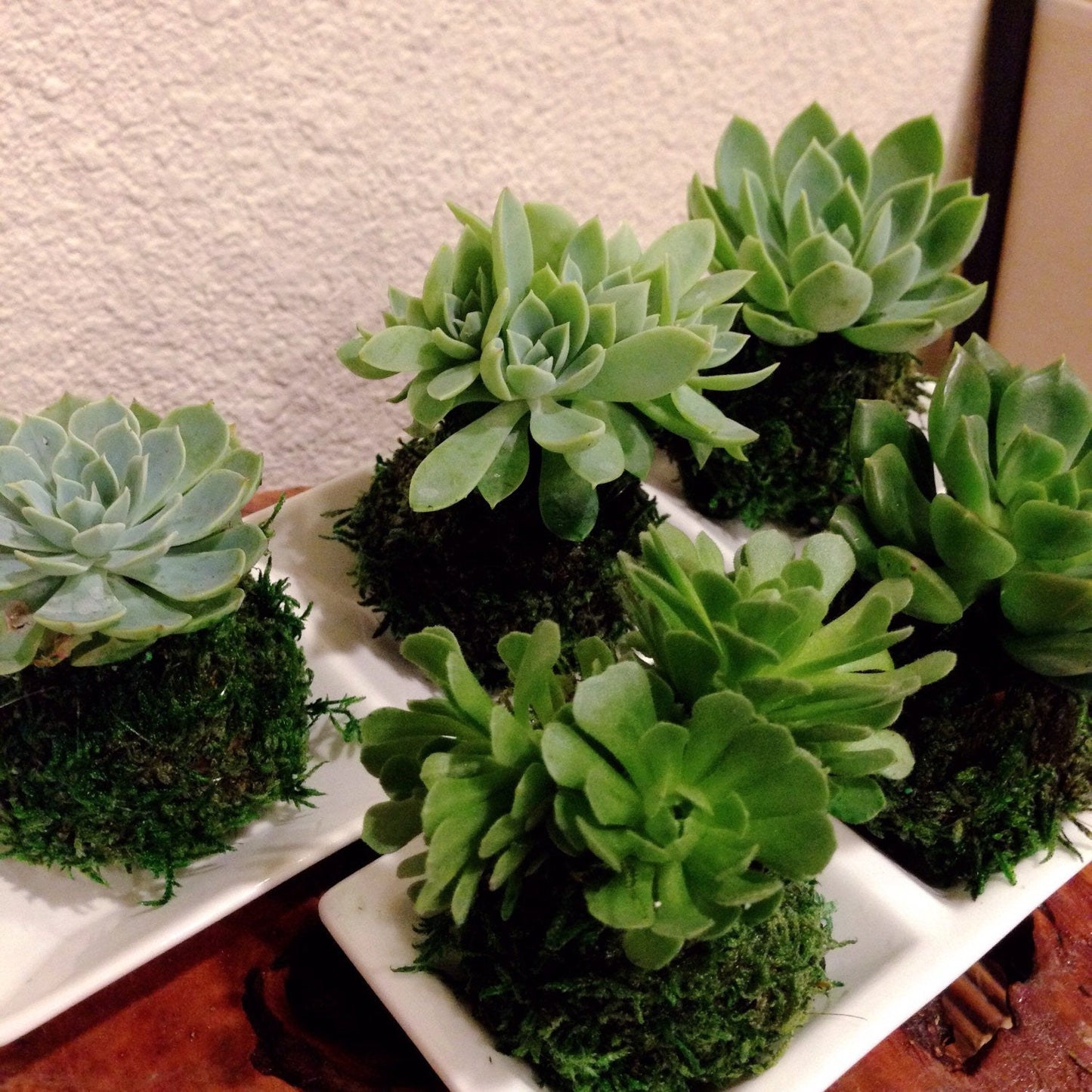 Mini succulent Kokedama - Bonsai Moss ball