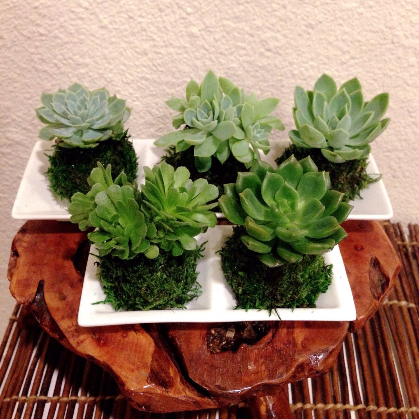 Mini succulent Kokedama - Bonsai Moss ball