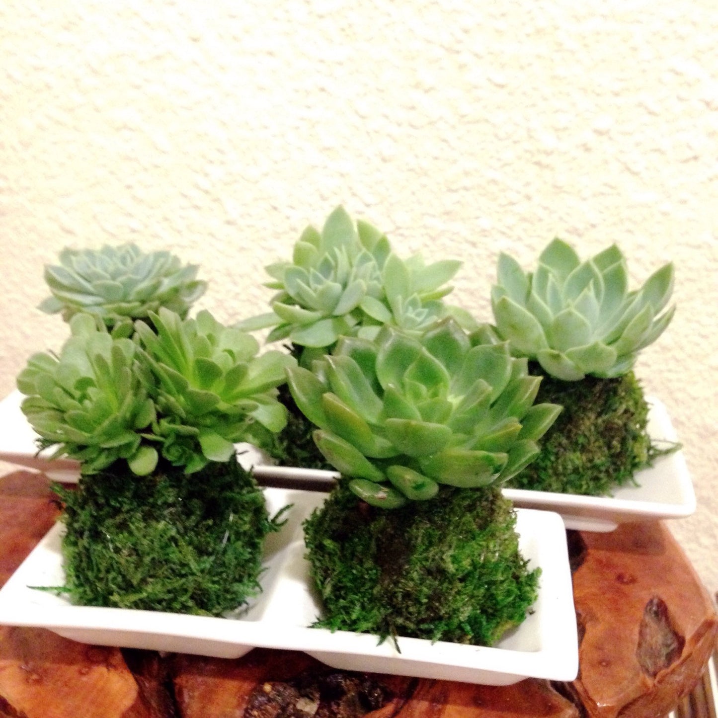 Mini succulent Kokedama - Bonsai Moss ball