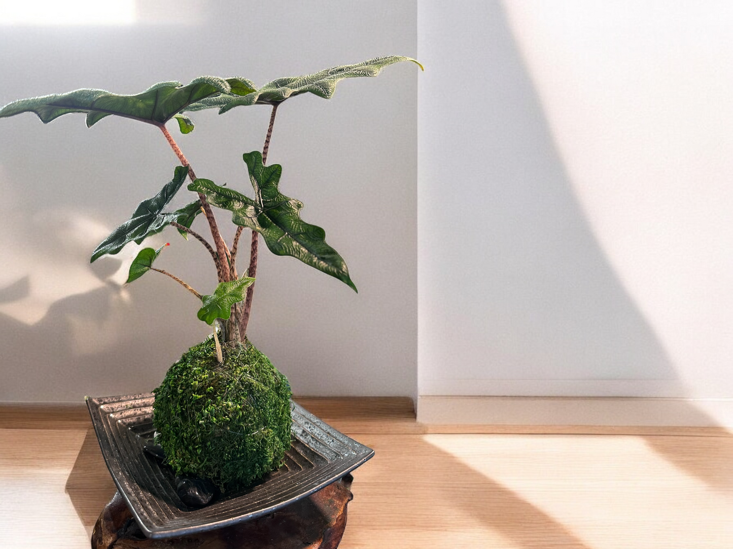 Alocasia Jacklyn Kokedama, elephant ear