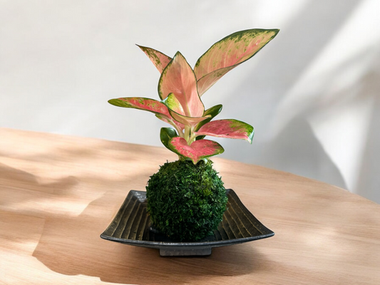 Pink Aglaonema kokedama