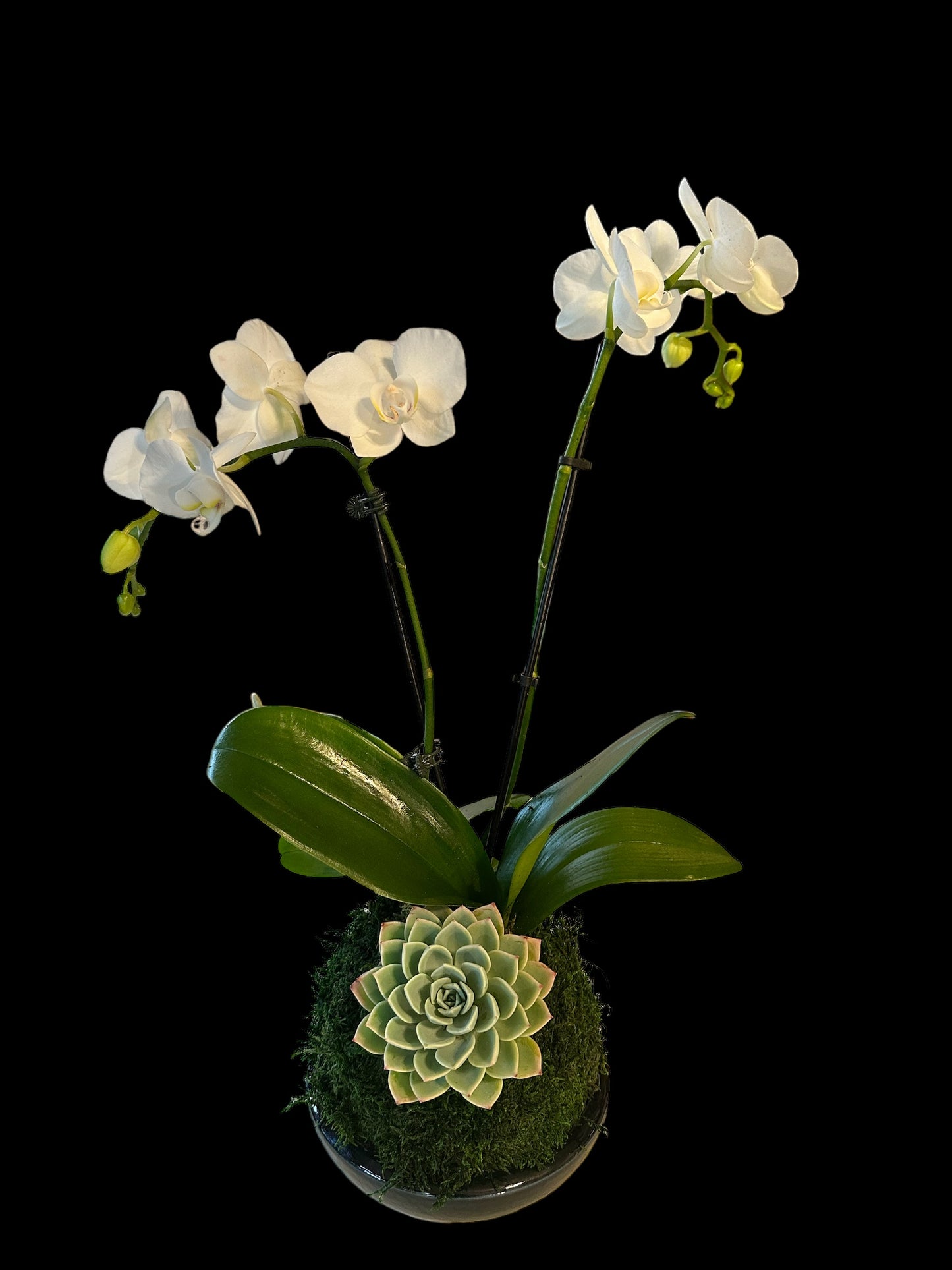 Kokedama - Medium Moss ball with beautiful white-two stem orchid & succulent combo