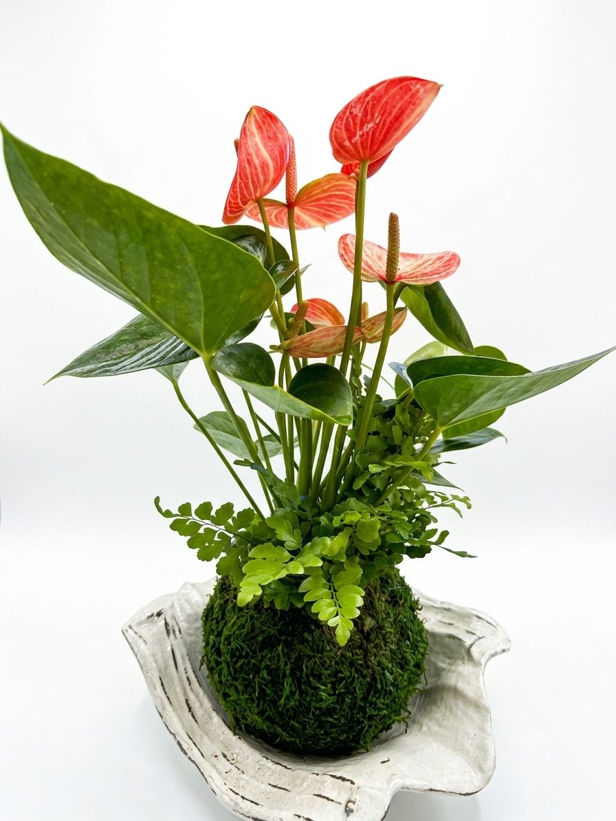 Verigated red-pink-white Anthurium and Fern arranged kokedama -- Bonsai Moss ball -  house decor with Japanese technique plants!