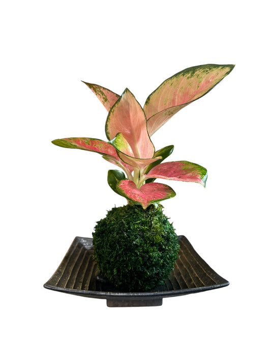 Pink Aglaonema kokedama