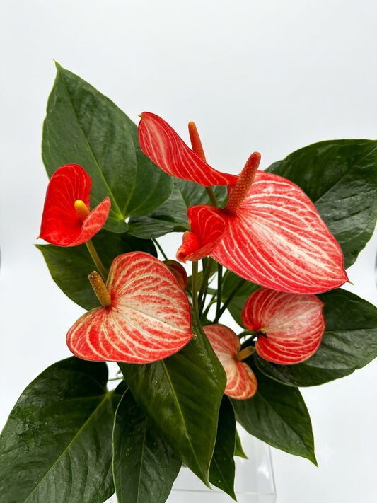 Verigated red-pink-white Anthurium and Fern arranged kokedama -- Bonsai Moss ball -  house decor with Japanese technique plants!