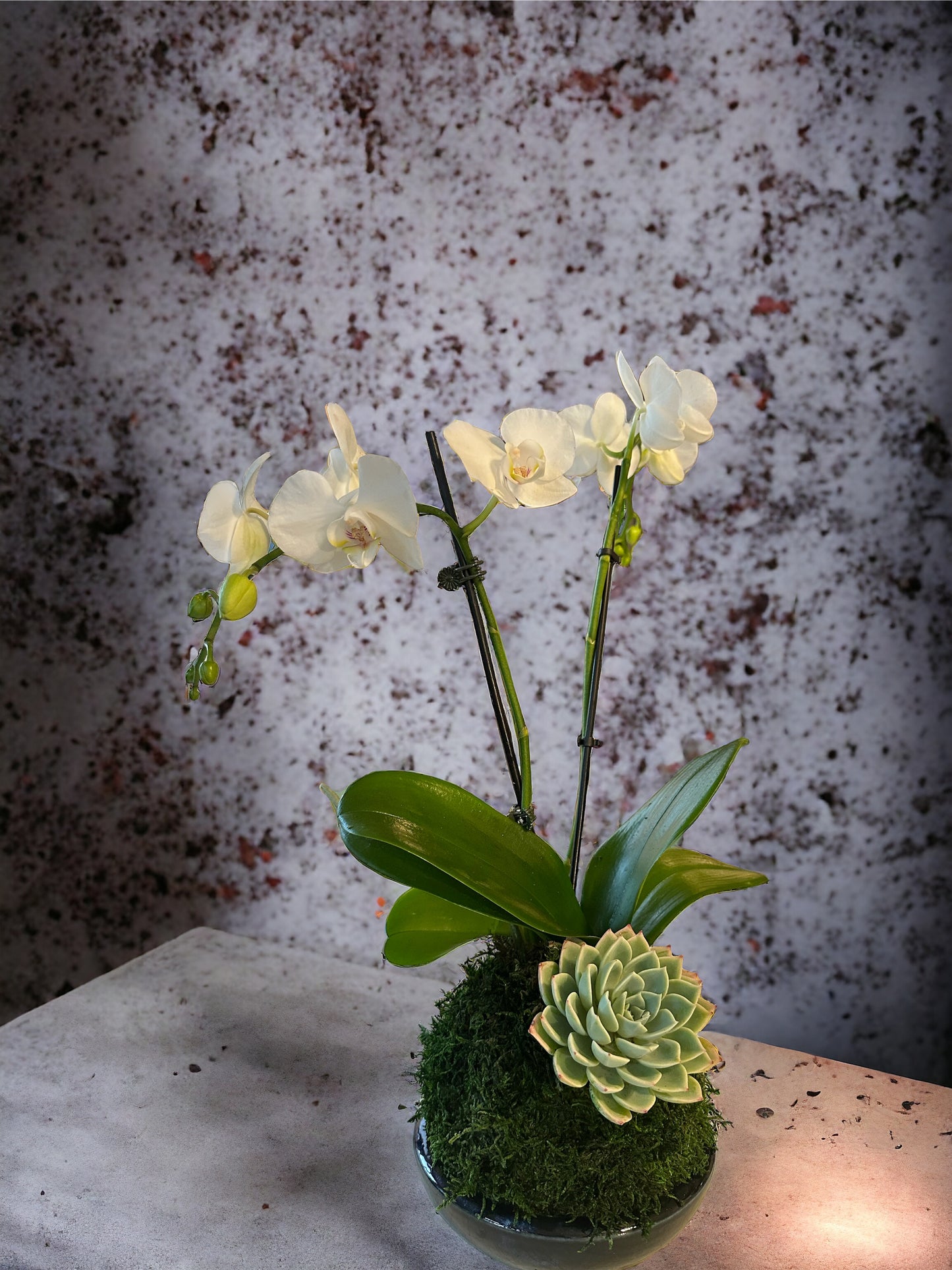 Kokedama - Medium Moss ball with beautiful white-two stem orchid & succulent combo