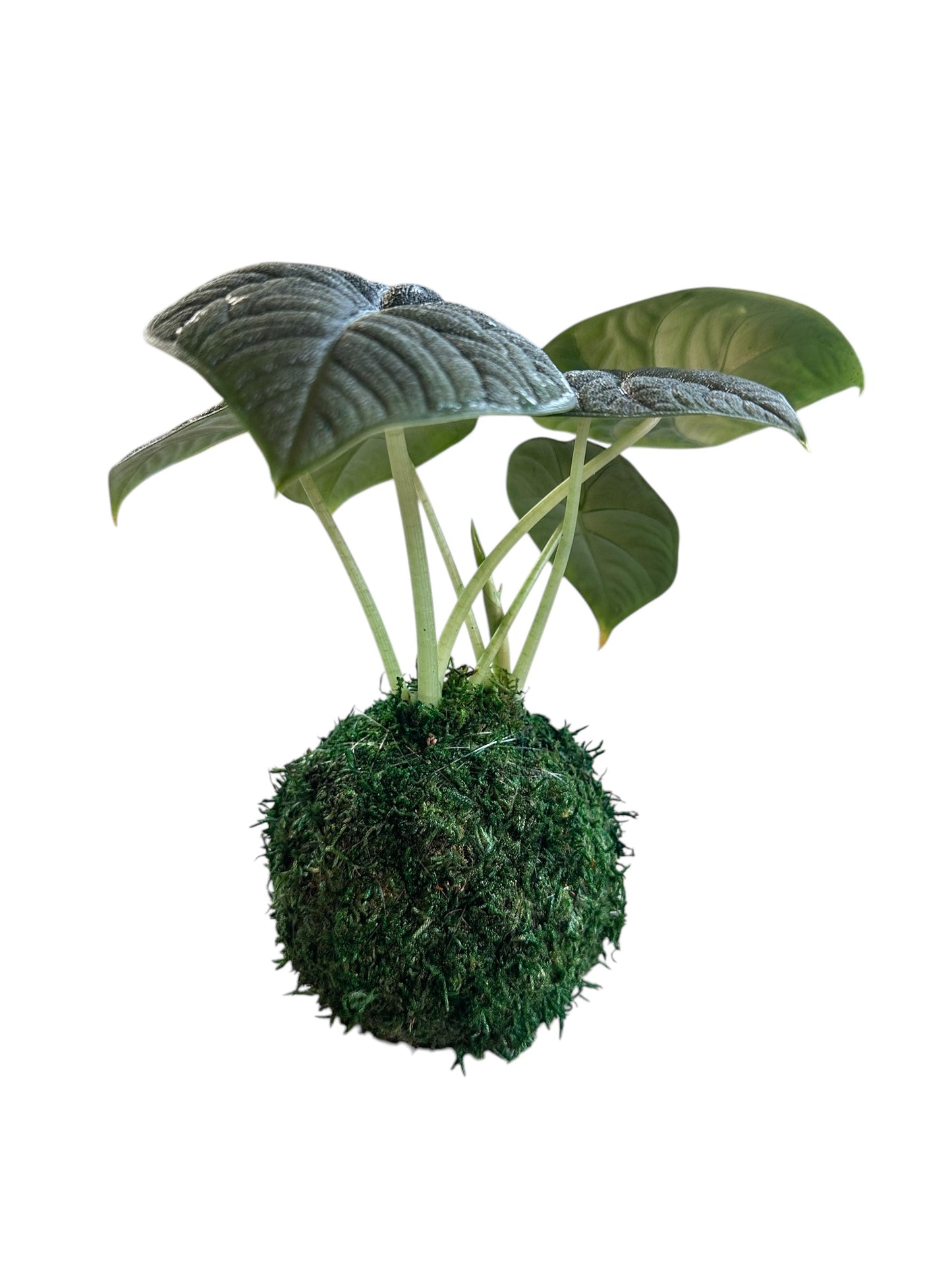 Alocasia Melo Blue Kokedama, thick deep textured leaves. The greenish blue-colored foliage stands out in any place!