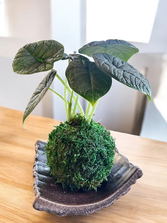 Alocasia Melo Blue Kokedama, thick deep textured leaves. The greenish blue-colored foliage stands out in any place!