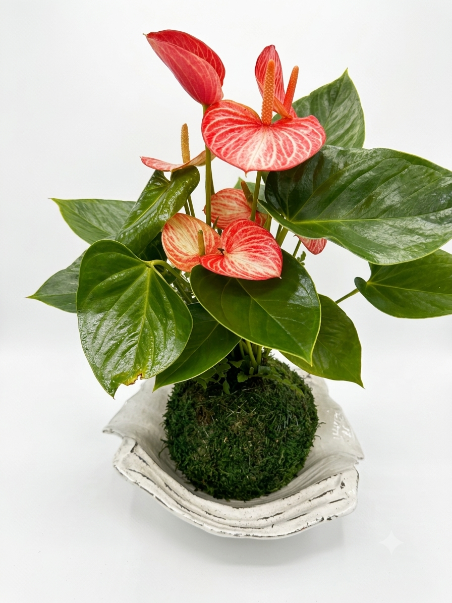 Verigated red-pink-white Anthurium and Fern arranged kokedama -- Bonsai Moss ball -  house decor with Japanese technique plants!