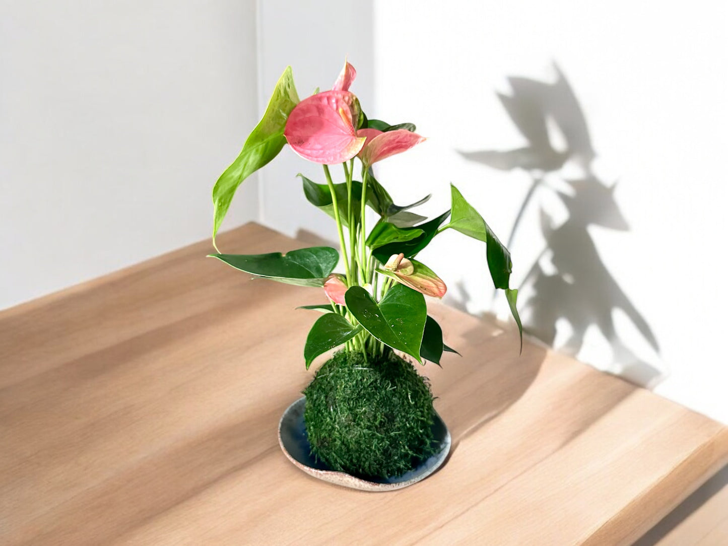 Pink Anthurium Kokedama - Moss ball, Japanese ancient botanical technique.