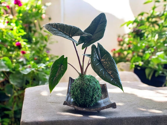 Alocasia scalprum Kokedama, striking tropical plant known for its elongated, blade-like leaves