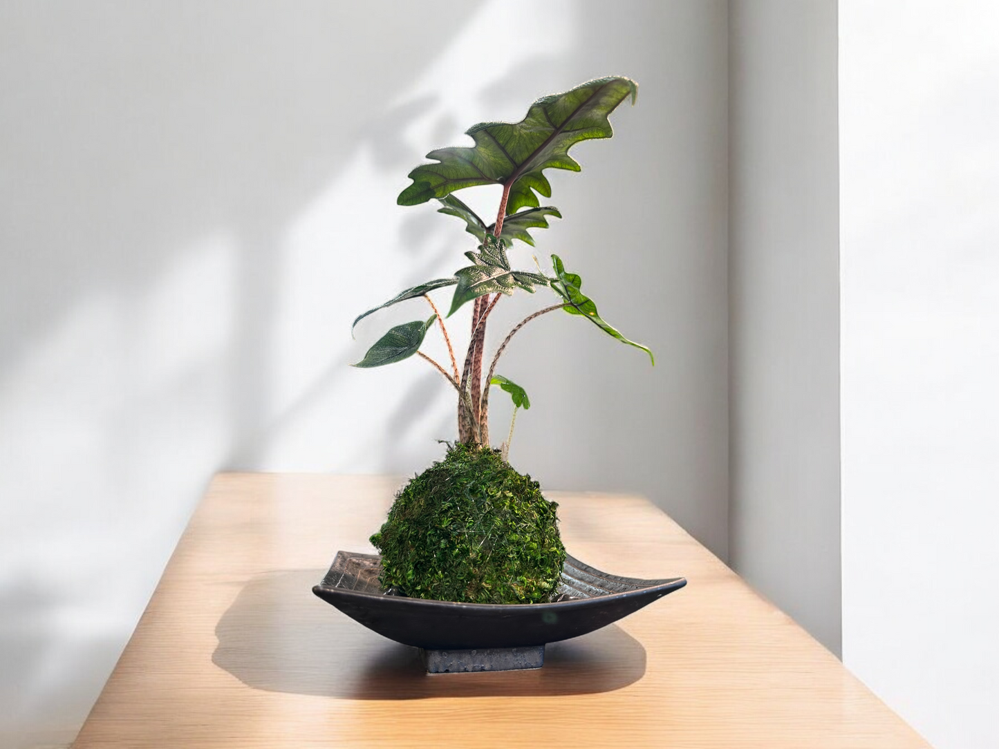 Alocasia Jacklyn Kokedama, elephant ear