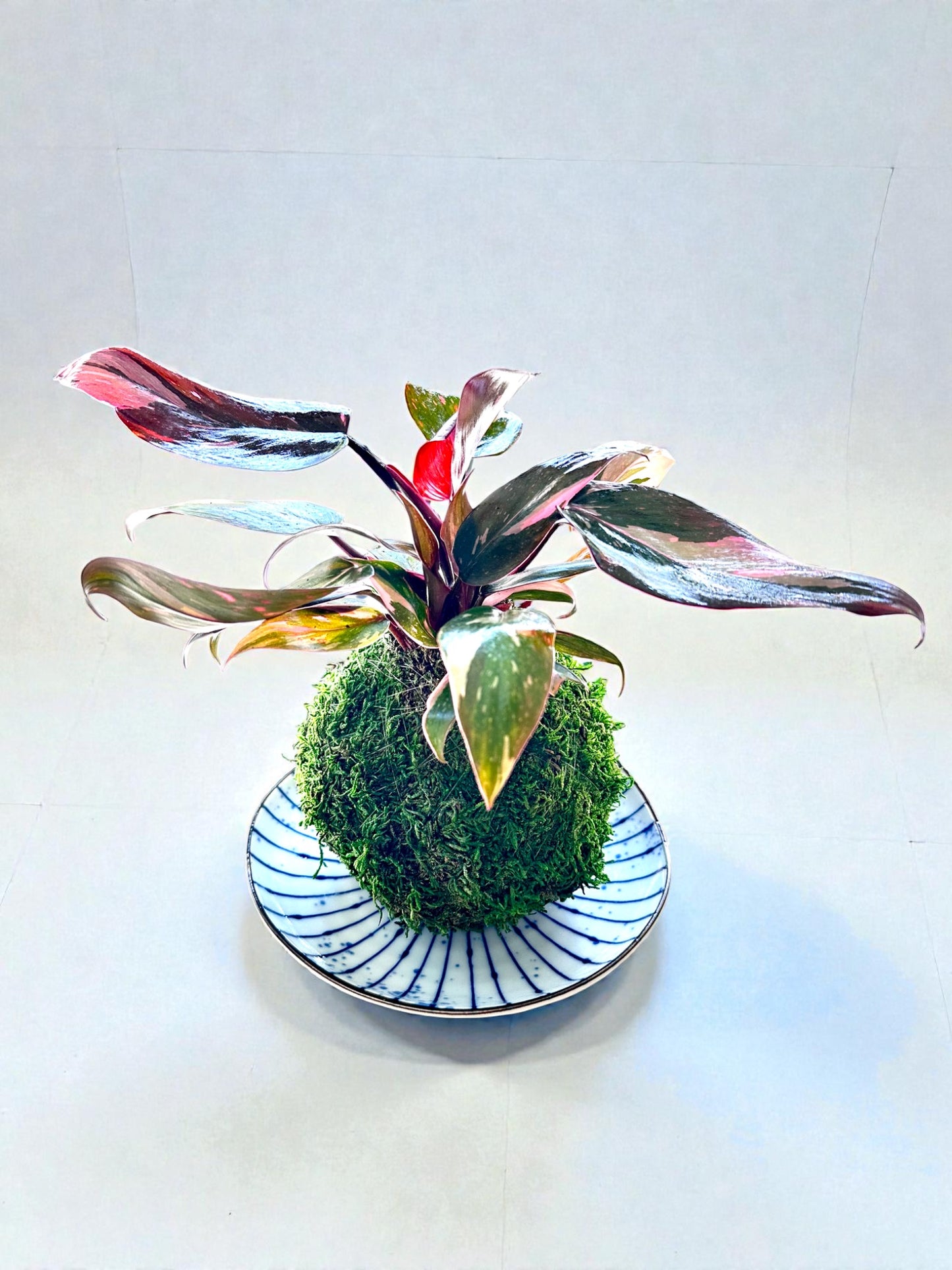 Indigo Radiance Kokedama Saucer, wafu design saucer 6.5" x 1"