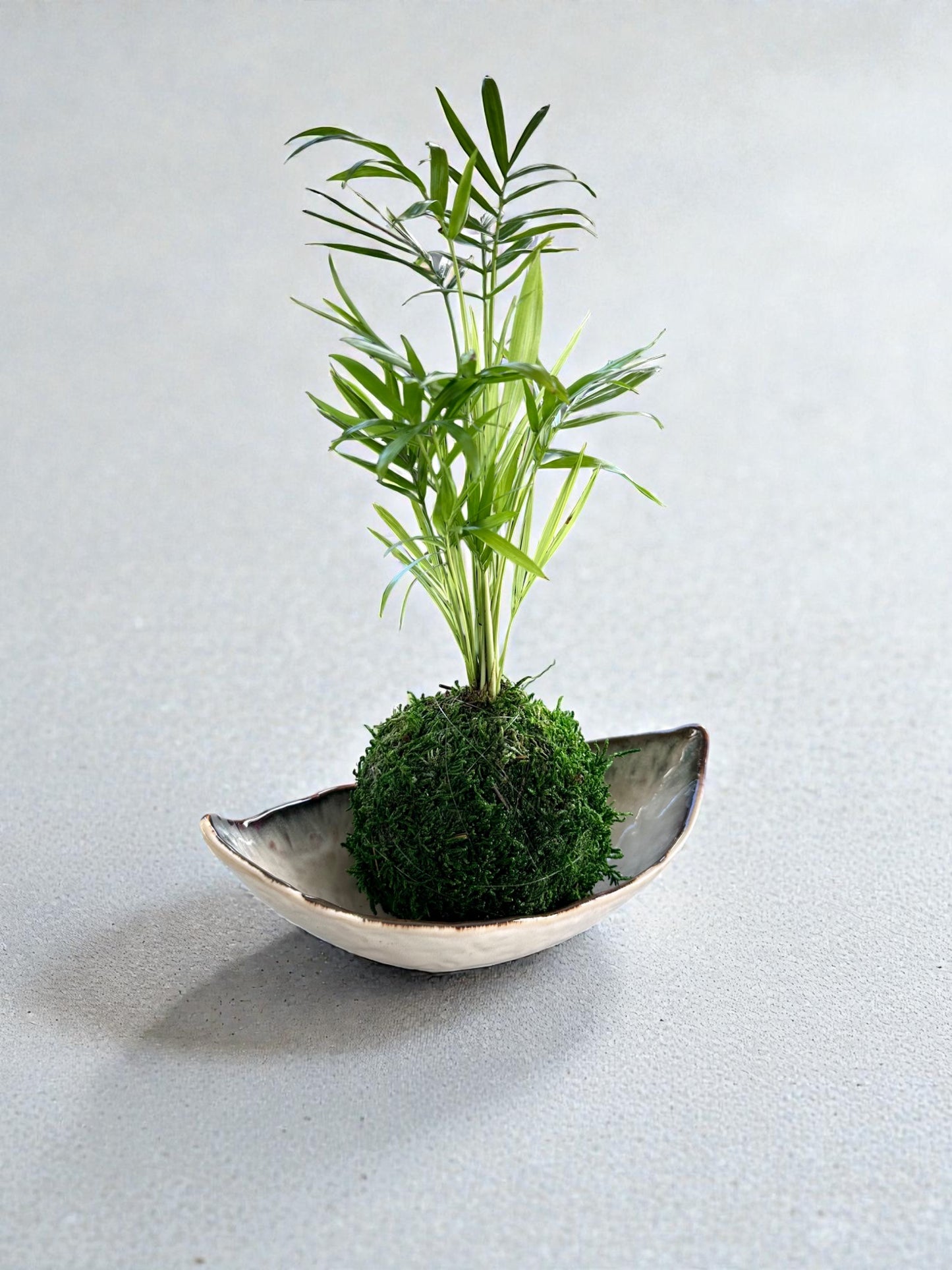 Boat (Fune) - Shape Kokedama Saucer – Soft White Glaze
